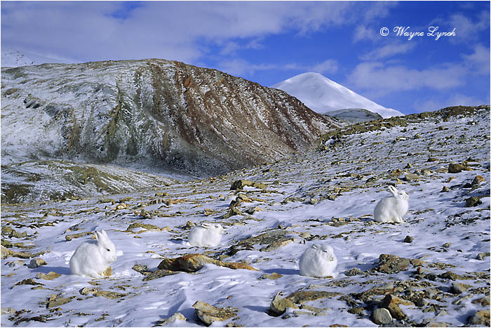 Arctic Hares 115 by Dr. Wayne Lynch &copy;